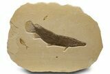 Exceptional Fossil Gar Fish (Atractosteus) - Wyoming #327818-1